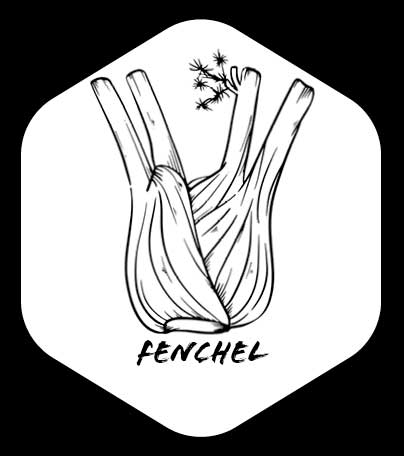 Grafik von einer Fenchel