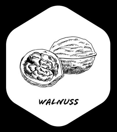Grafik von Walnuss
