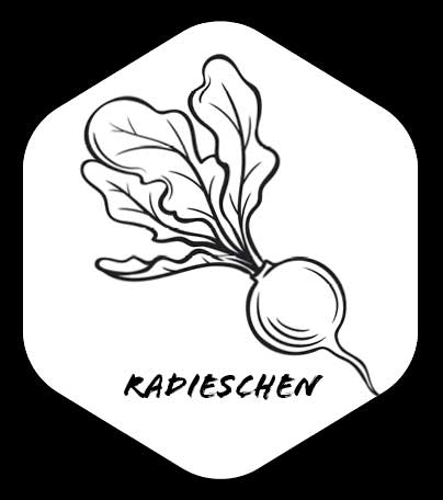 Grafik von Radieschen 