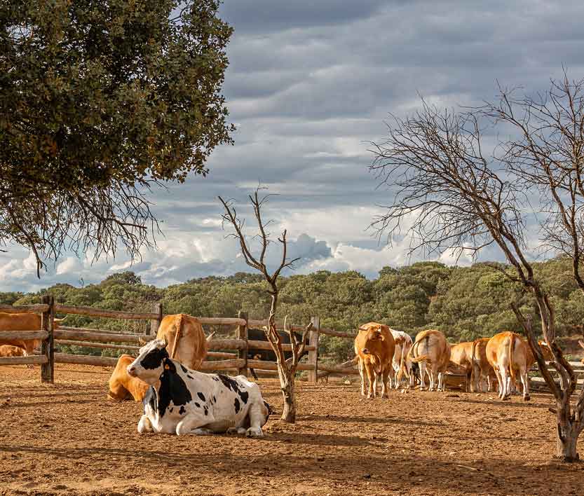 Eine schwarz-weiße Kuh liegt auf trockenem, braunem Boden, während weitere braune Kühe hinter einem Holzzaun stehen. Im Hintergrund sind grüne Bäume und ein bewölkter Himmel zu sehen.