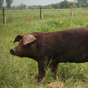 Niederrheinisches Duroc 