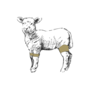 Grafik von einem Lamm, wo die Haxen eingezeichnet ist.