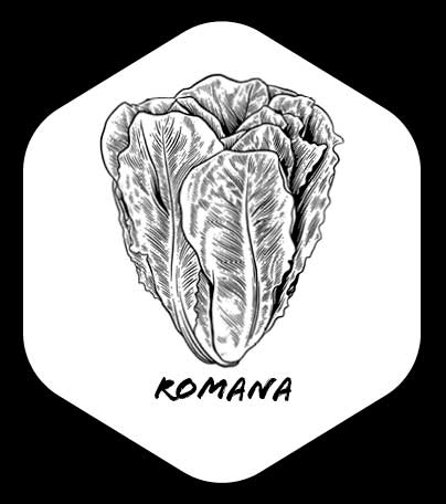 Grafik von Romana