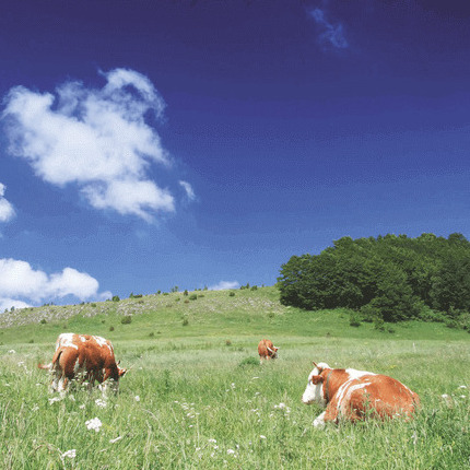 Simmentaler Färse Rinder auf Weide