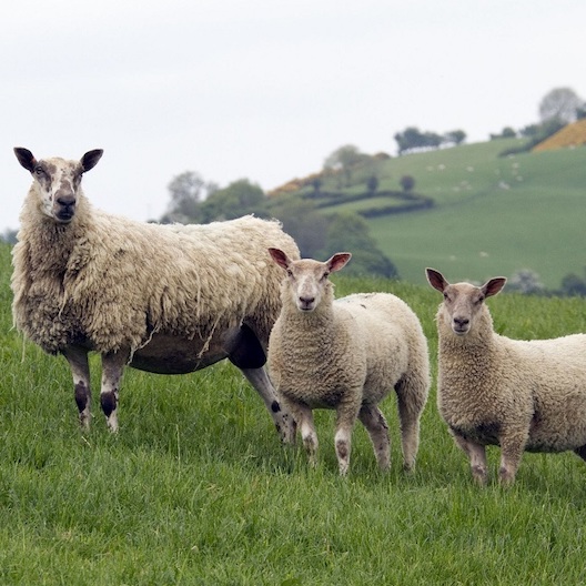 Lämmer die auf einem Feld stehen