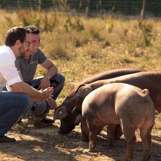 Duroc Schweine auf Weide