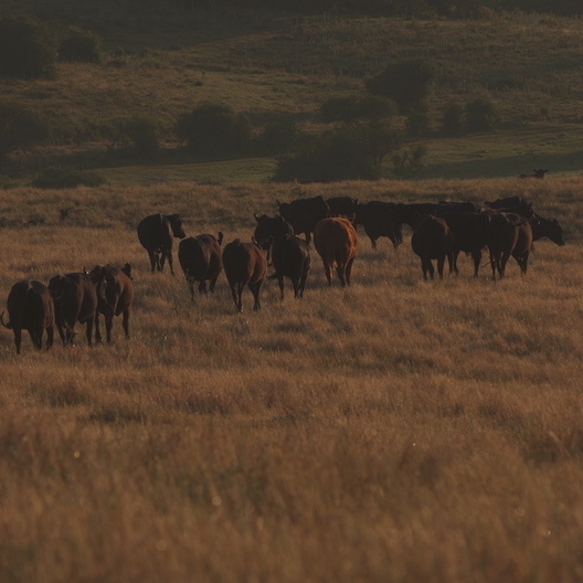 Uruguay Rinder auf Feld