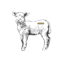 Grafik von einem Lamm, wo das Filet eingezeichnet ist.