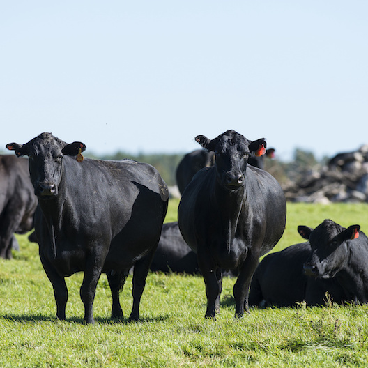 Black Angus Rinder auf der Weide