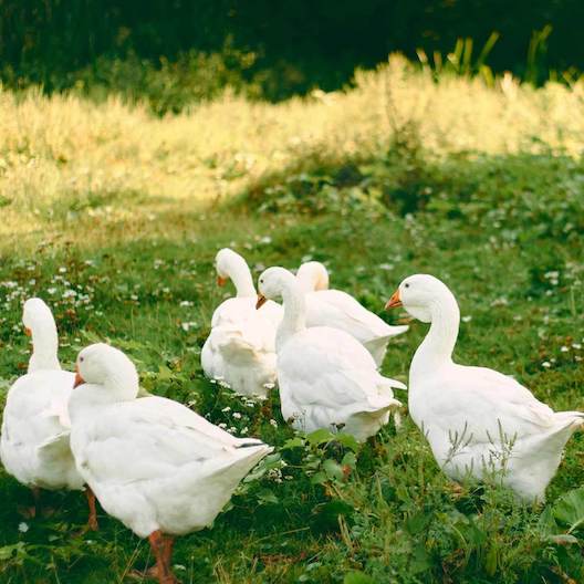 Gänser auf einer Wiese