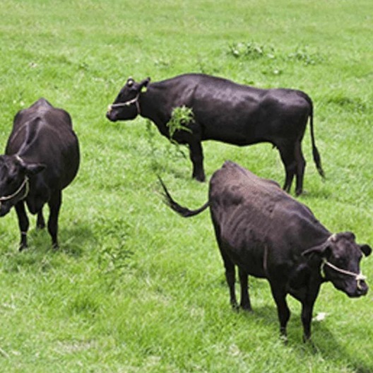 Japanische Wagyu Rinder auf Weide