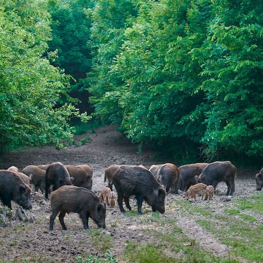 Wildschweine im Wald