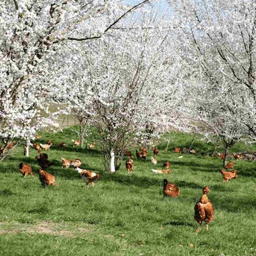 Maishähnchen auf Weide