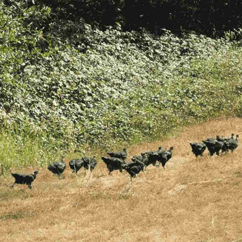 Schwarzfederhühner auf dem Feld