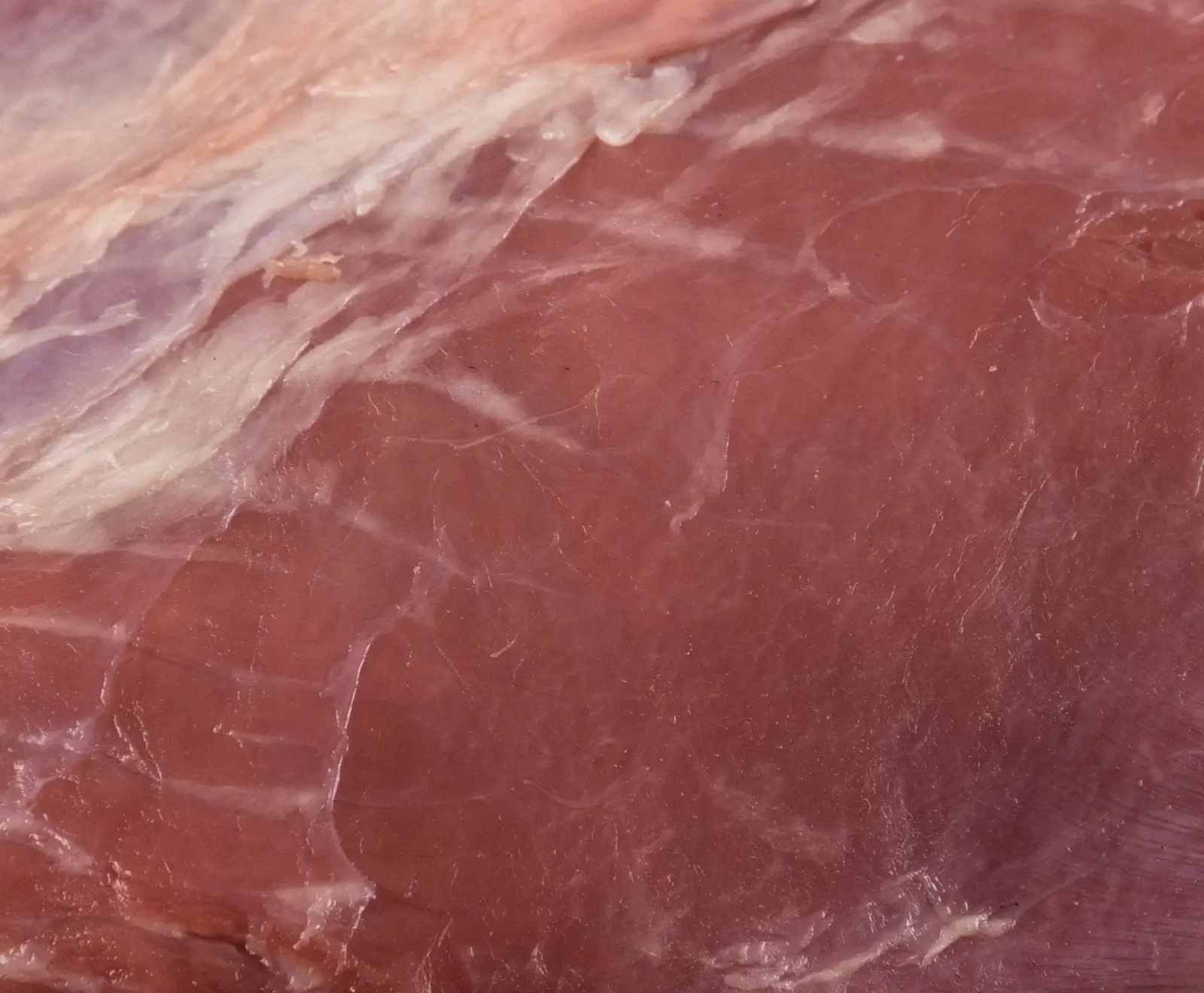 Nahaufnahme von rohem, rötlich-rosa Fleisch mit sichtbaren Muskelfasern und feinem, weißlichem Bindegewebe. Die Oberfläche ist leicht glänzend.