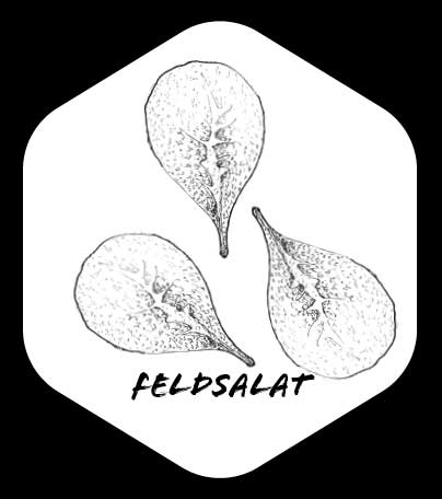 Grafik von Feldsalat