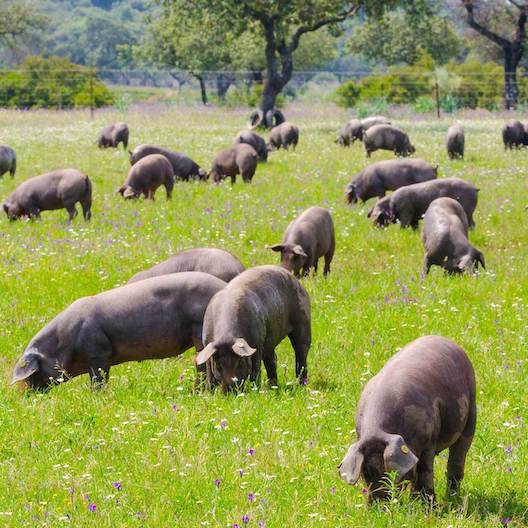 Iberico Schweine auf Weide