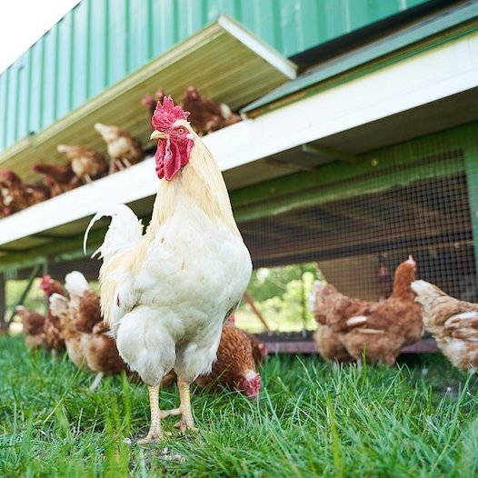 Ein Hahn der auf einer Wiese steht
