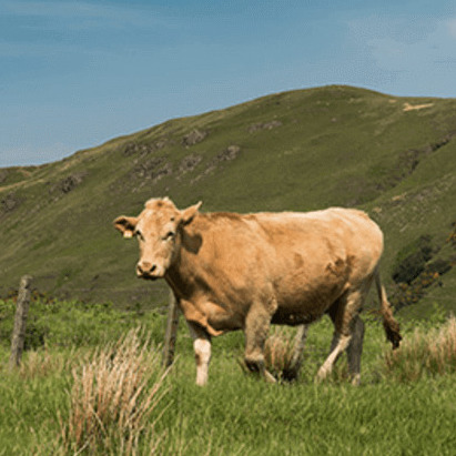 Irisches Rind auf Weide