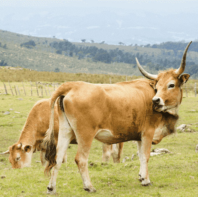 Txogitxu Rinder auf Weide