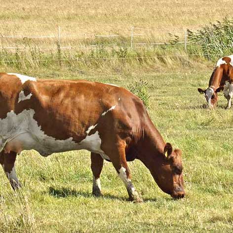 Finnische Färse Rinder auf Weide