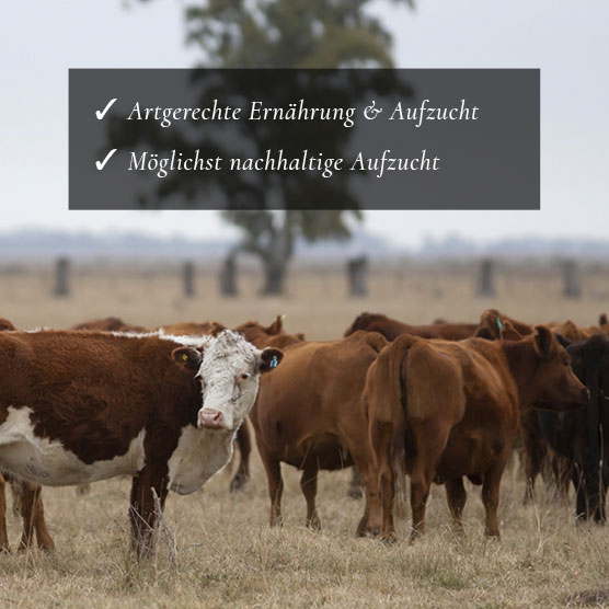 Kühle auf einer Weide mit Bulletpoints