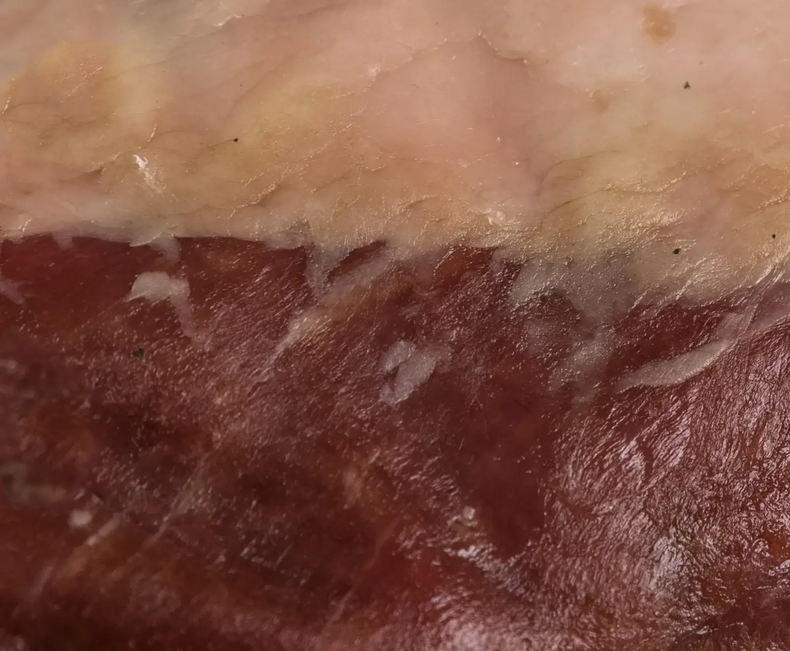 Nahaufnahme von gepökeltem Fleisch, oben eine helle, fettige Schicht, unten dunkles, rotes Muskelfleisch. Weiße Fasern sind an der Grenzfläche und im Fleisch sichtbar, mit kleinen dunklen Sprenkeln.
