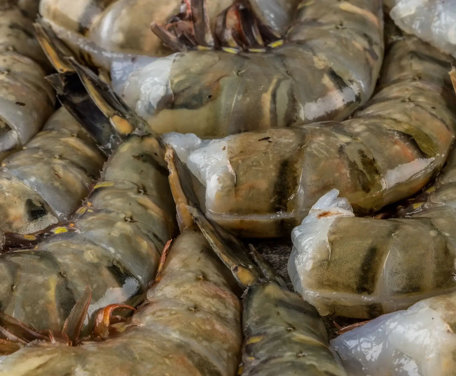 Nahaufnahme von rohen, ungeschälten Riesengarnelen mit graugrünen, gestreiften Schalen, eng aneinander liegend und leicht feucht.